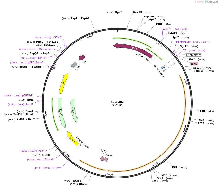 104731-plasmid-map-sequence-id-205480