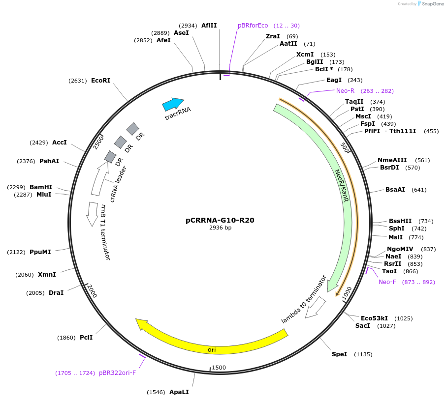 101819-plasmid-map-sequence-id-205492