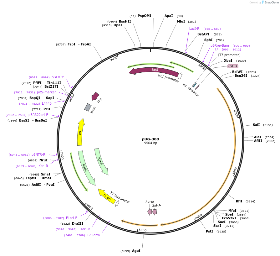 104737-plasmid-map-sequence-id-205501
