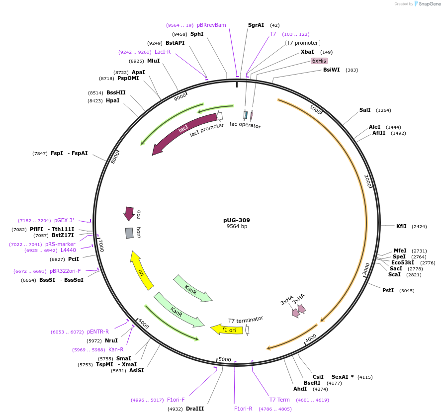 104738-plasmid-map-sequence-id-205502
