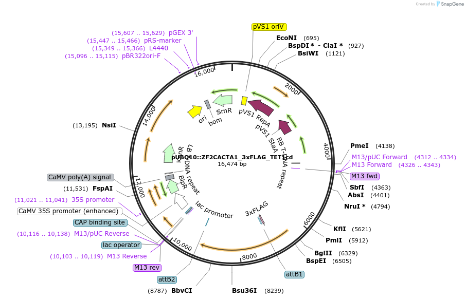 106433-plasmid-map-sequence-id-205504