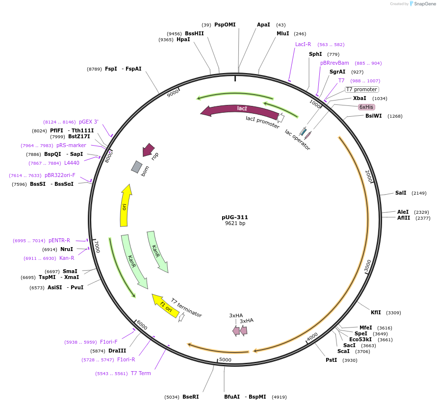 104740-plasmid-map-sequence-id-205505