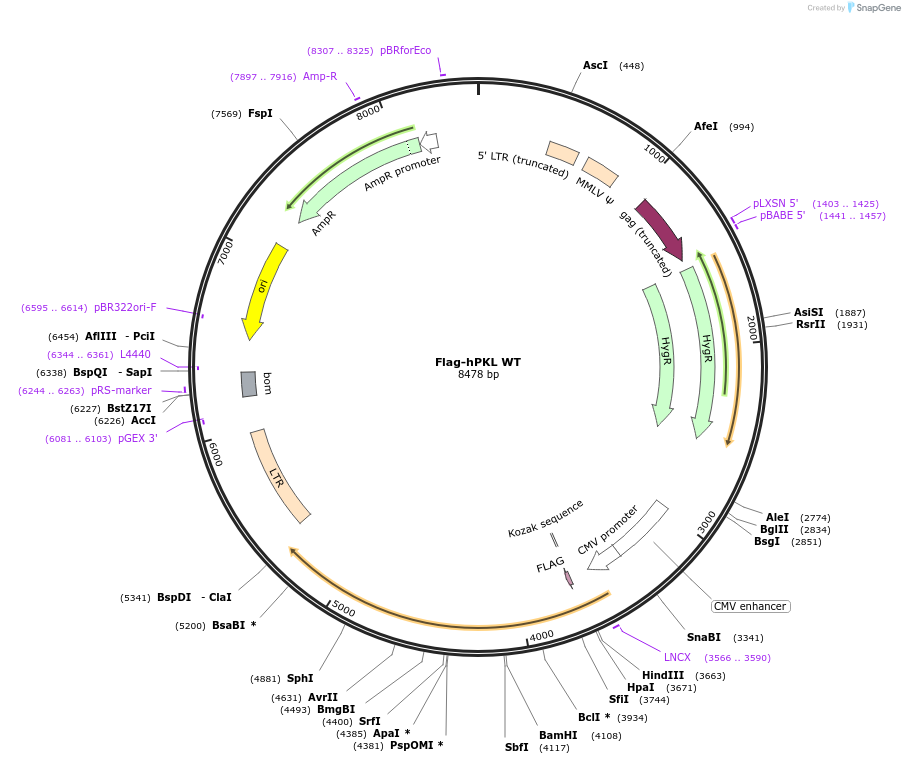107159-plasmid-map-sequence-id-205506