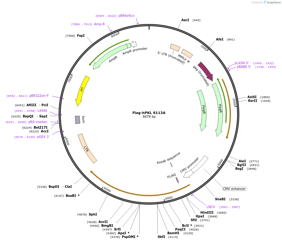 107160-plasmid-map-sequence-id-205508