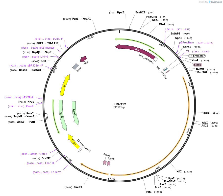 104741-plasmid-map-sequence-id-205509