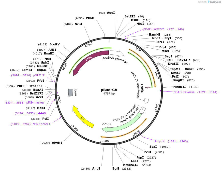 105665-plasmid-map-sequence-id-205511