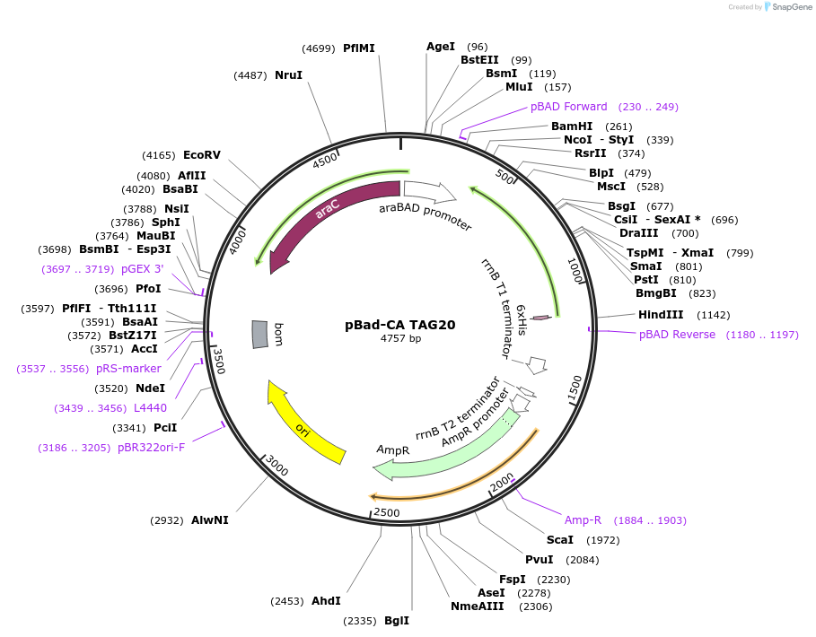 105666-plasmid-map-sequence-id-205513