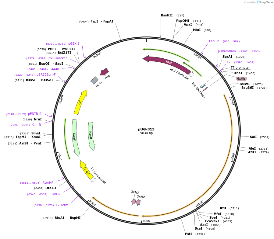 104742-plasmid-map-sequence-id-205517
