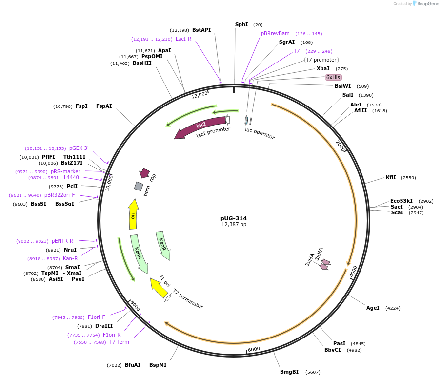 104743-plasmid-map-sequence-id-205521