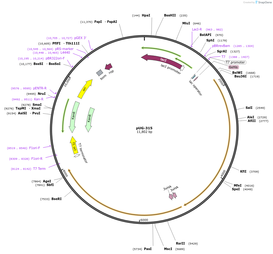 104744-plasmid-map-sequence-id-205522