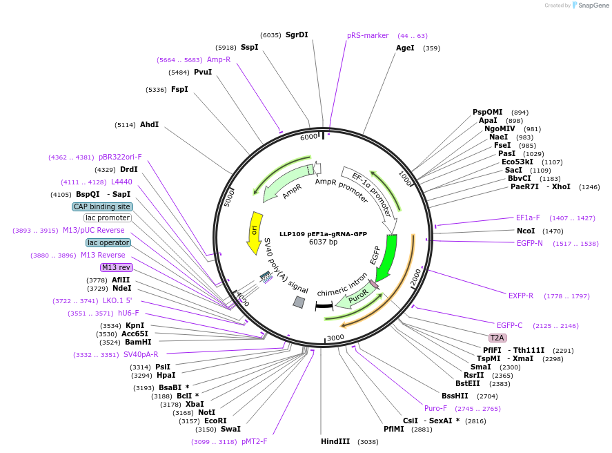 100935-plasmid-map-sequence-id-205524
