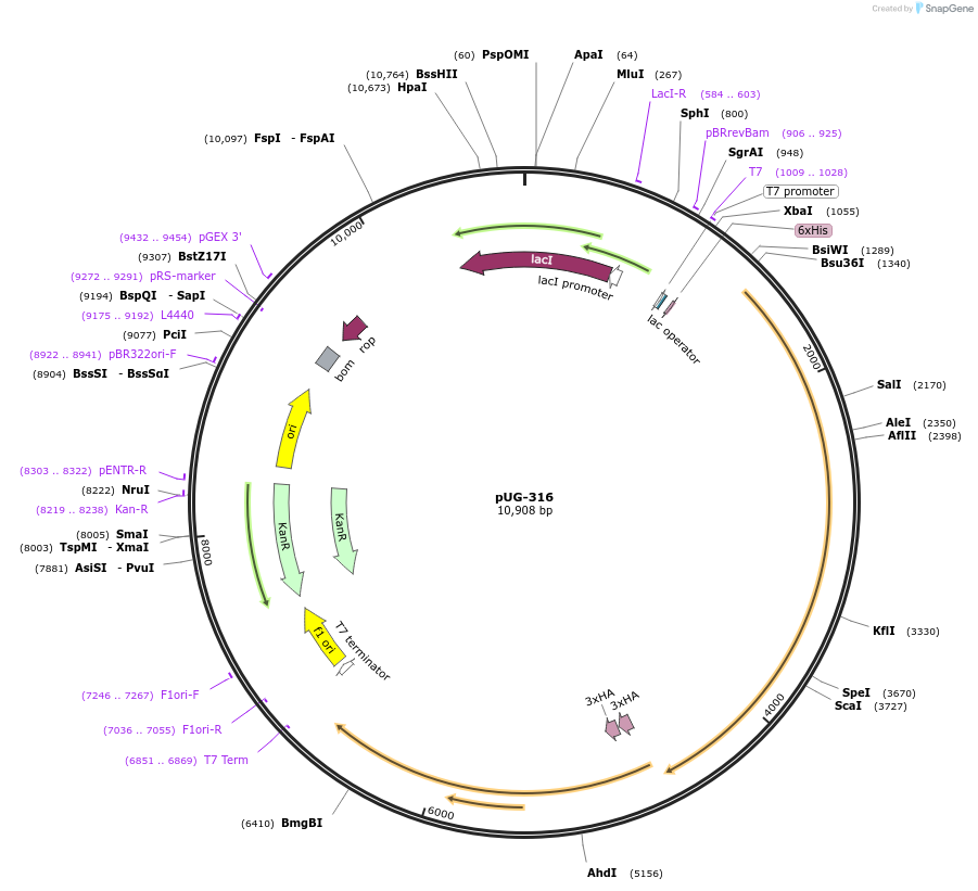104745-plasmid-map-sequence-id-205525