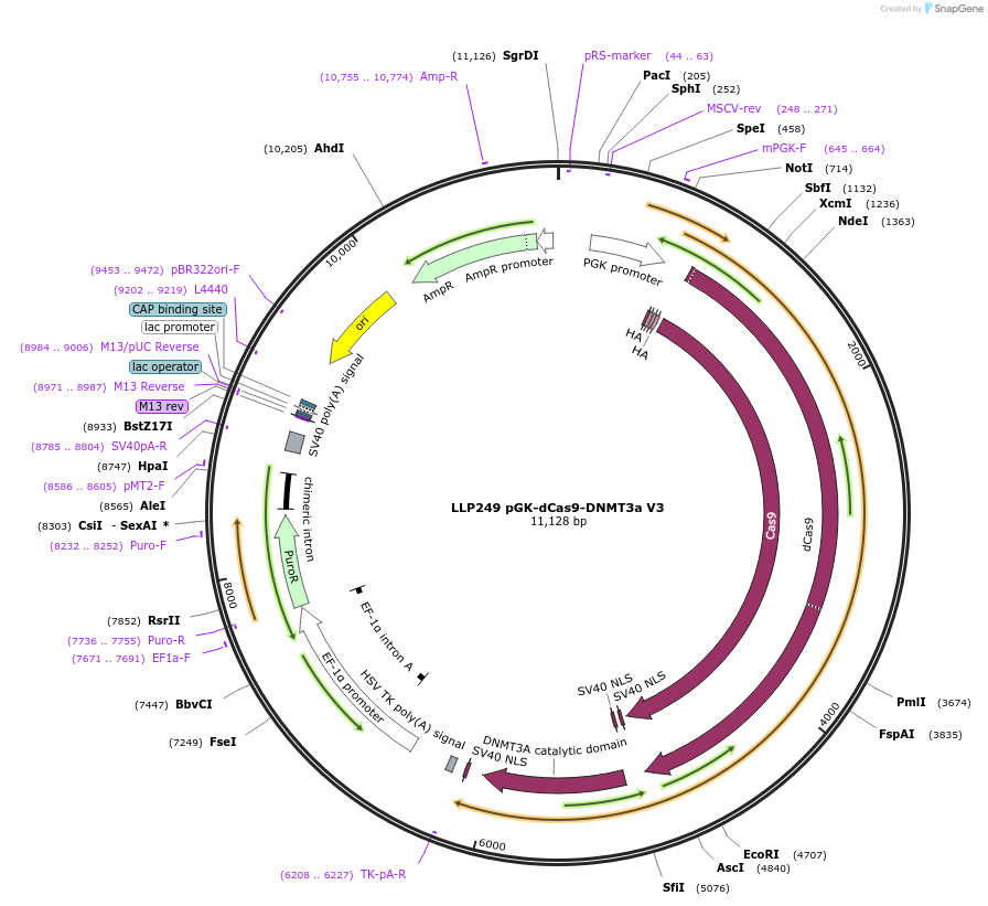 100938-plasmid-map-sequence-id-205527