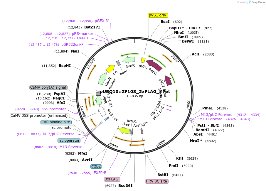 106441-plasmid-map-sequence-id-205528