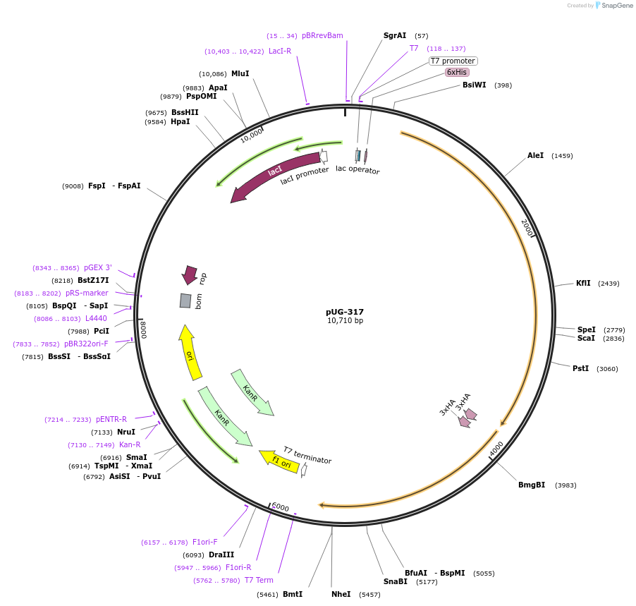 104746-plasmid-map-sequence-id-205532