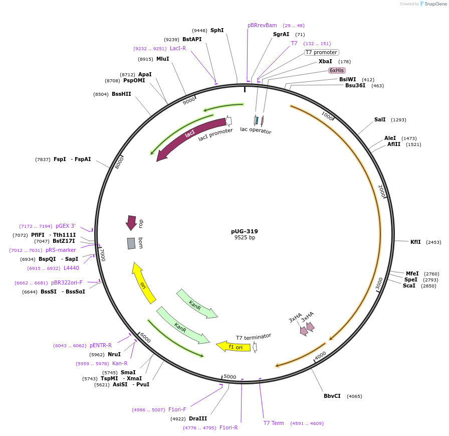 104748-plasmid-map-sequence-id-205534