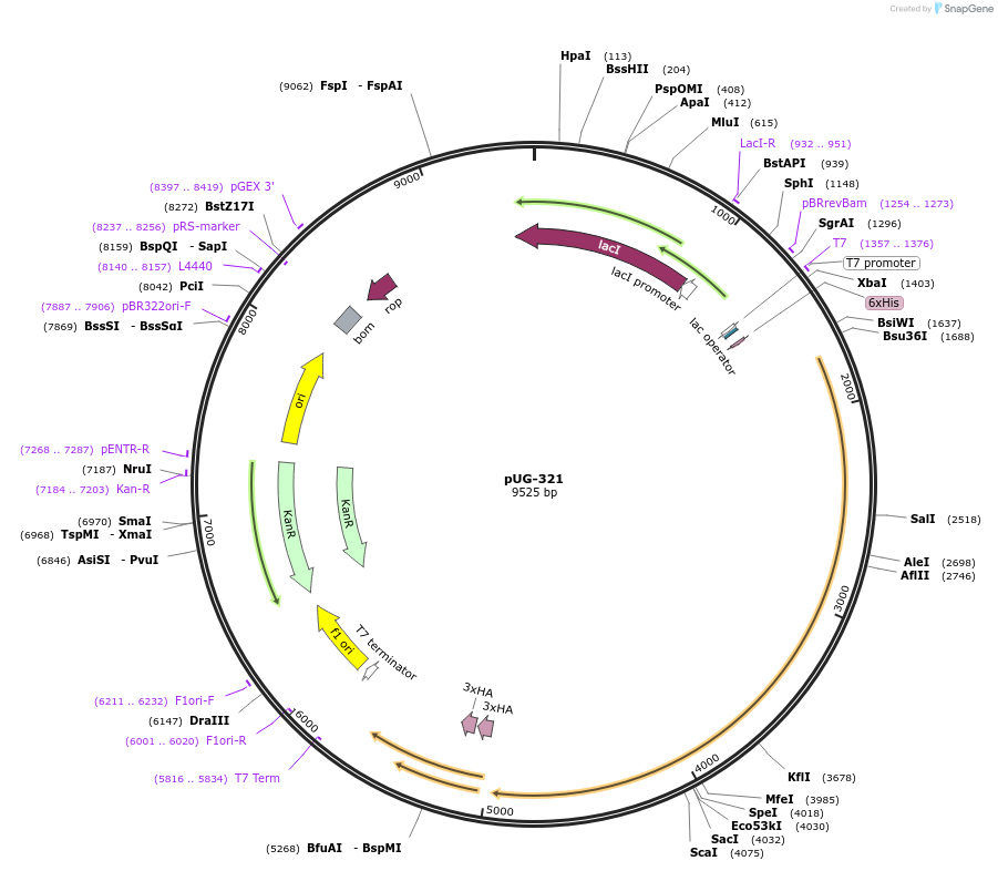 104750-plasmid-map-sequence-id-205538
