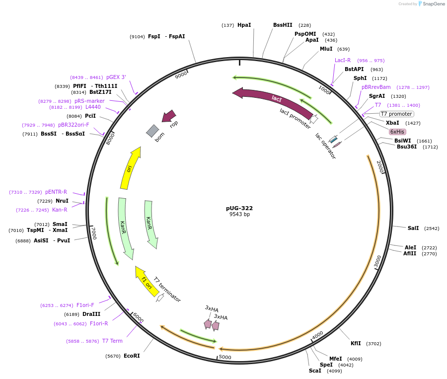104751-plasmid-map-sequence-id-205539