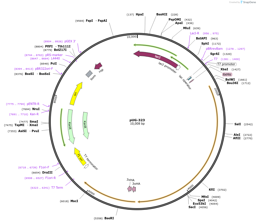 104752-plasmid-map-sequence-id-205541