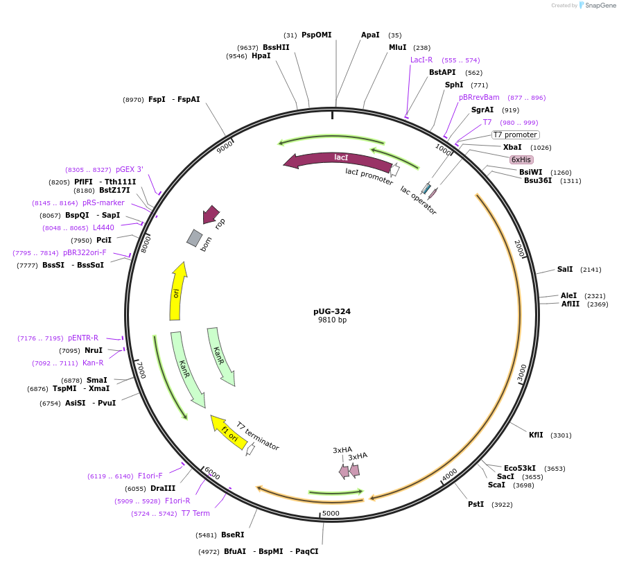 104753-plasmid-map-sequence-id-205543