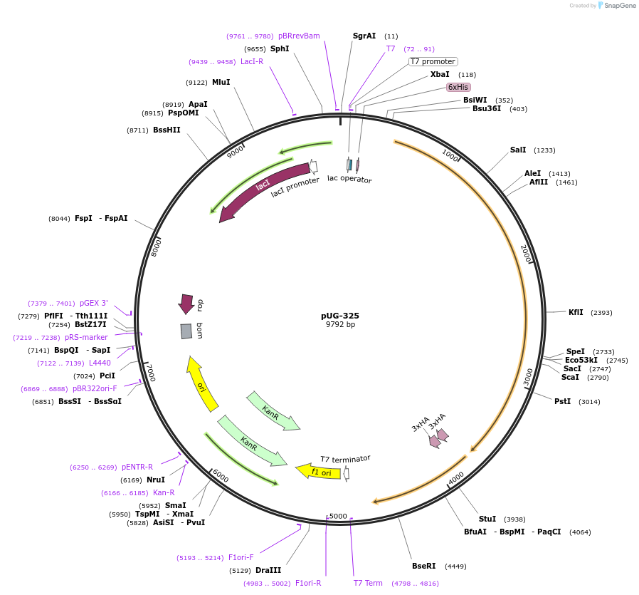 104754-plasmid-map-sequence-id-205544