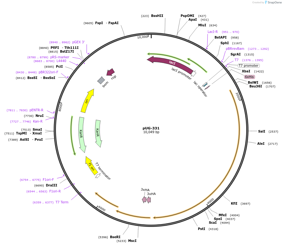 104756-plasmid-map-sequence-id-205546