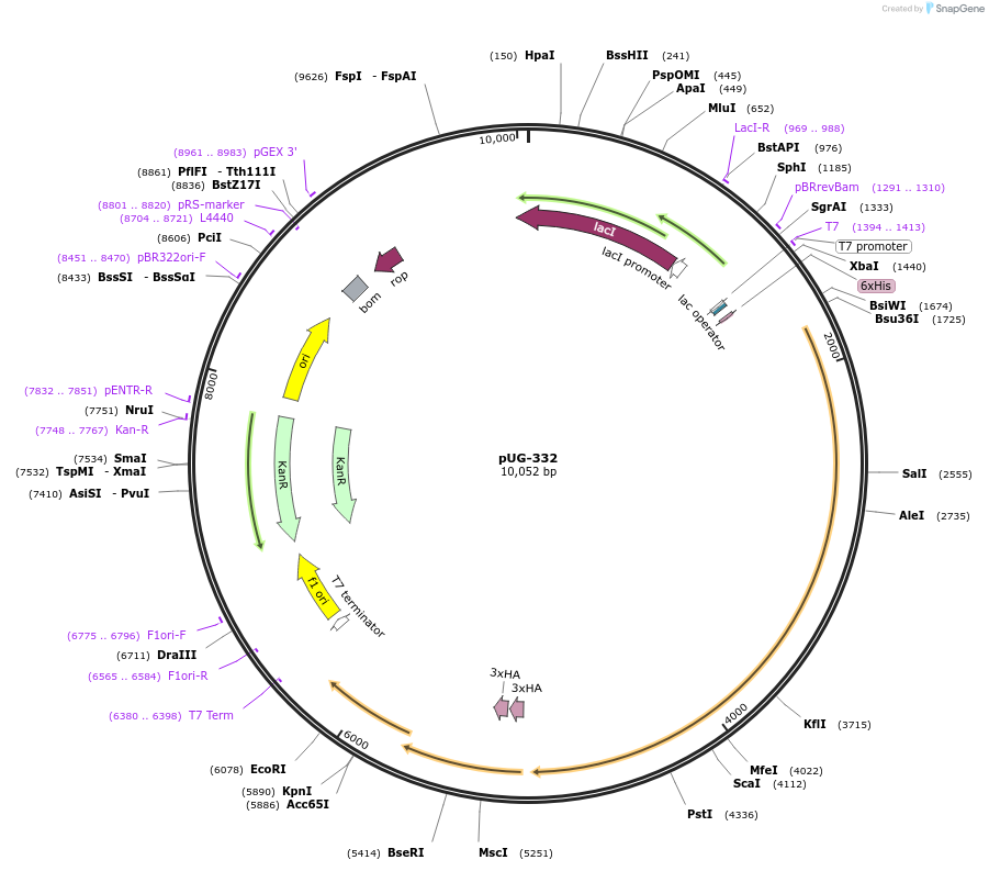 104757-plasmid-map-sequence-id-205547