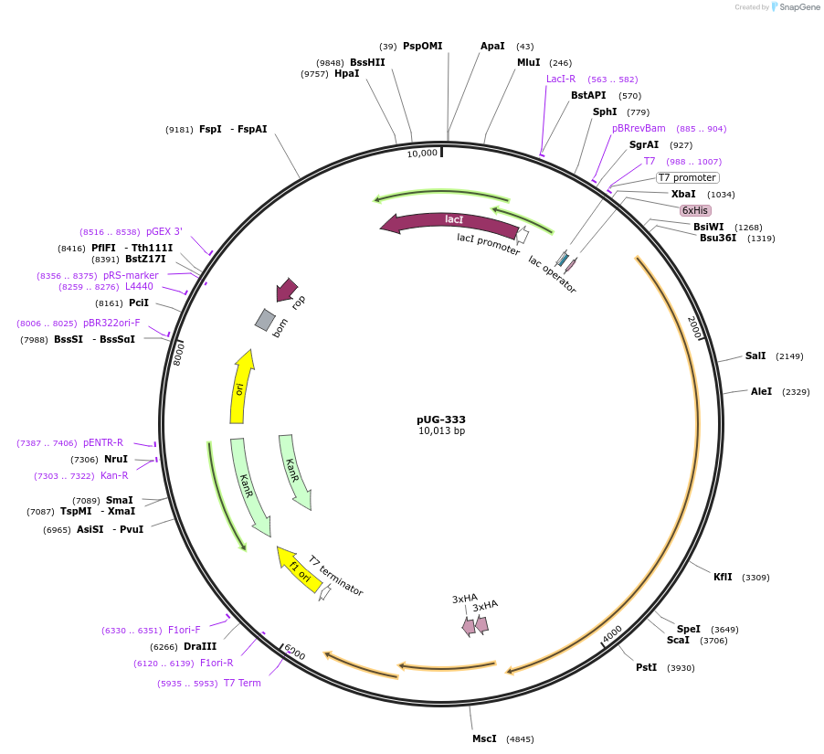 104758-plasmid-map-sequence-id-205548