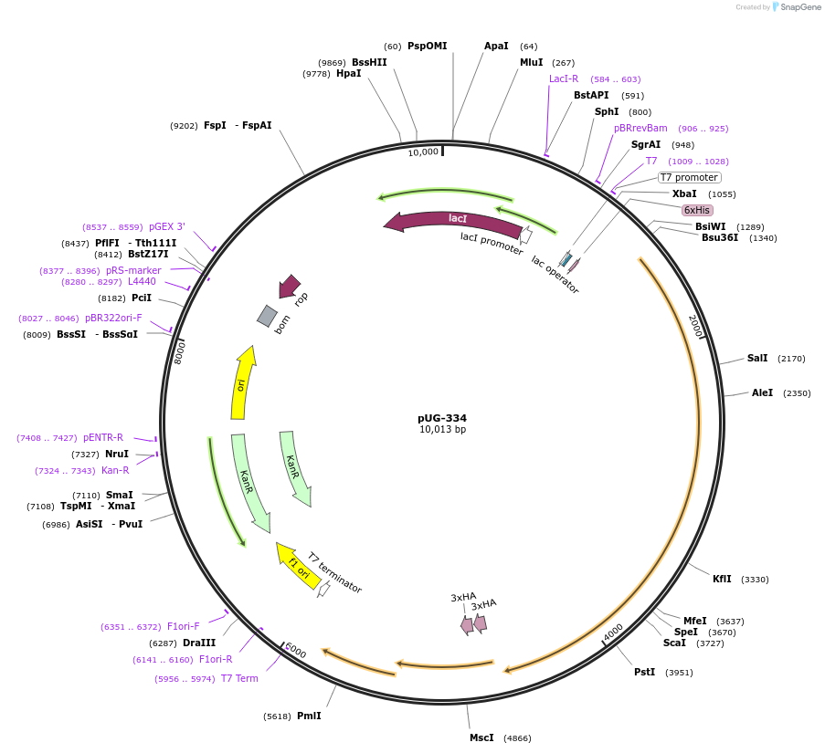 104759-plasmid-map-sequence-id-205549