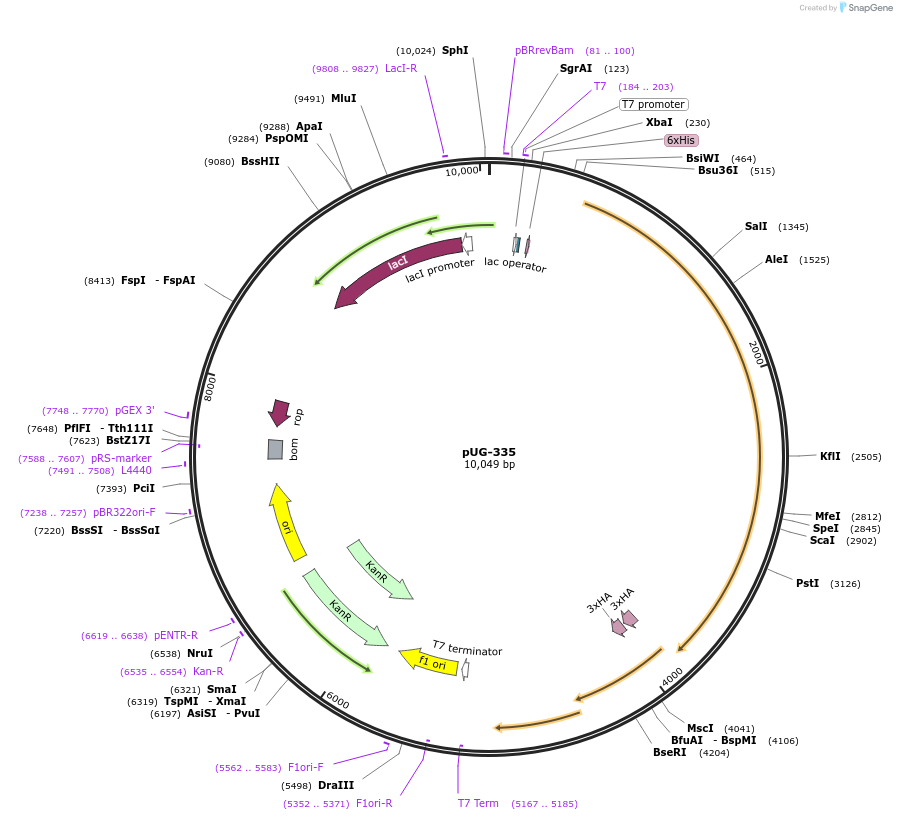 104760-plasmid-map-sequence-id-205550