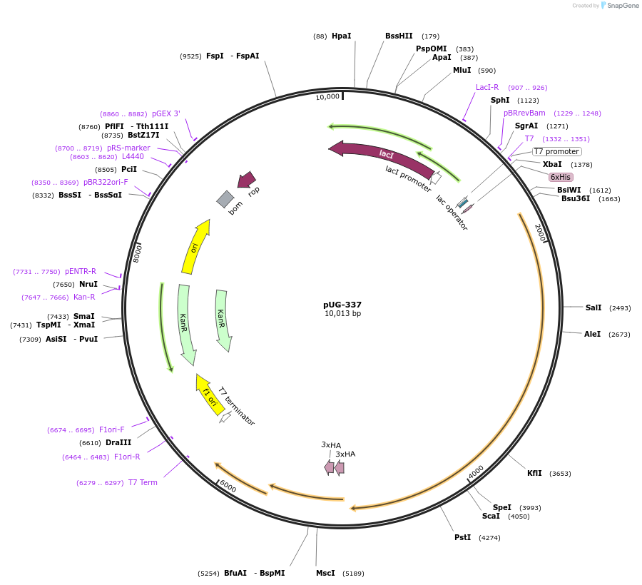 104762-plasmid-map-sequence-id-205556
