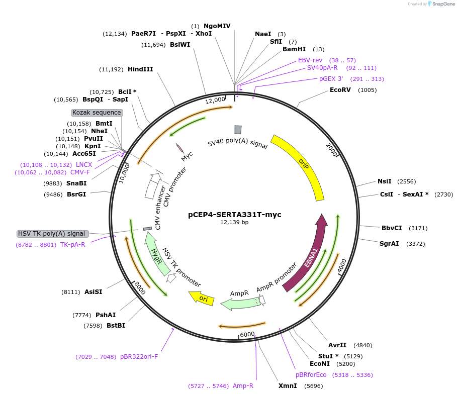 107461-plasmid-map-sequence-id-205562