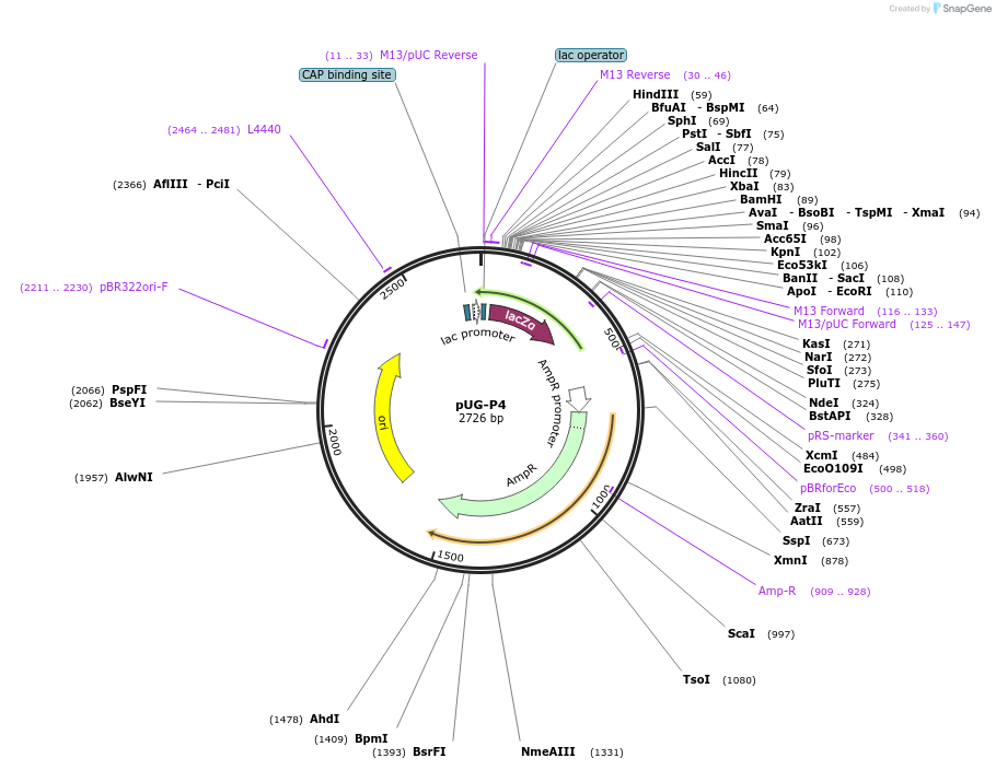 104646-plasmid-map-sequence-id-205567