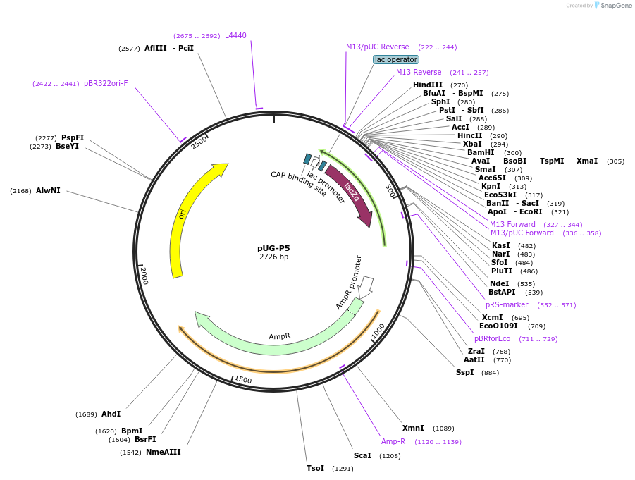 104647-plasmid-map-sequence-id-205568