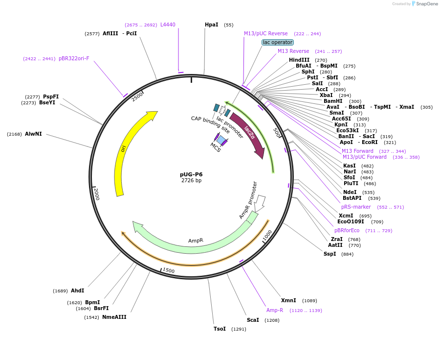 104648-plasmid-map-sequence-id-205577