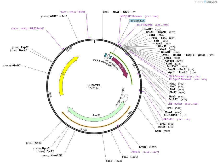 104649-plasmid-map-sequence-id-205578