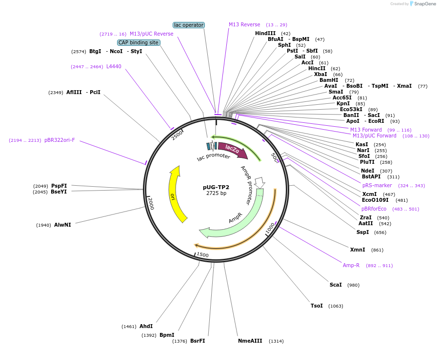 104650-plasmid-map-sequence-id-205579
