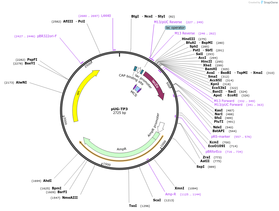 104651-plasmid-map-sequence-id-205580