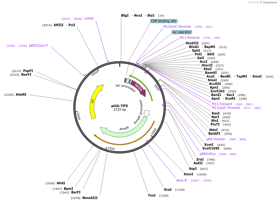 104653-plasmid-map-sequence-id-205591