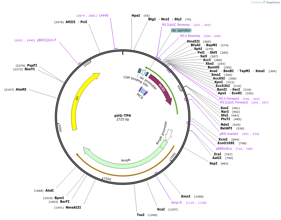 104654-plasmid-map-sequence-id-205592
