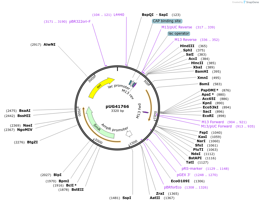 104661-plasmid-map-sequence-id-205598