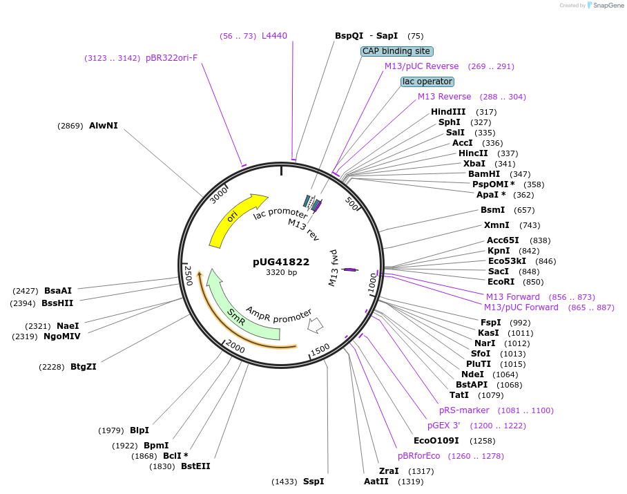 104664-plasmid-map-sequence-id-205601