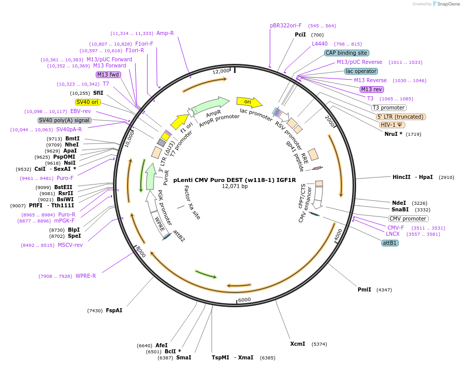 107499-plasmid-map-sequence-id-205630