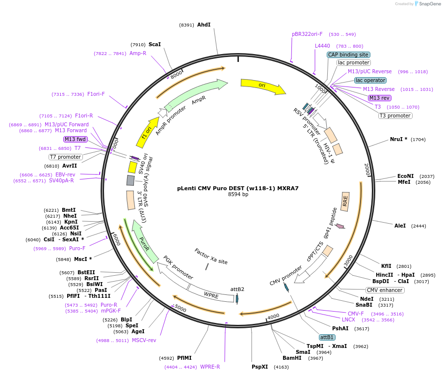107500-plasmid-map-sequence-id-205633