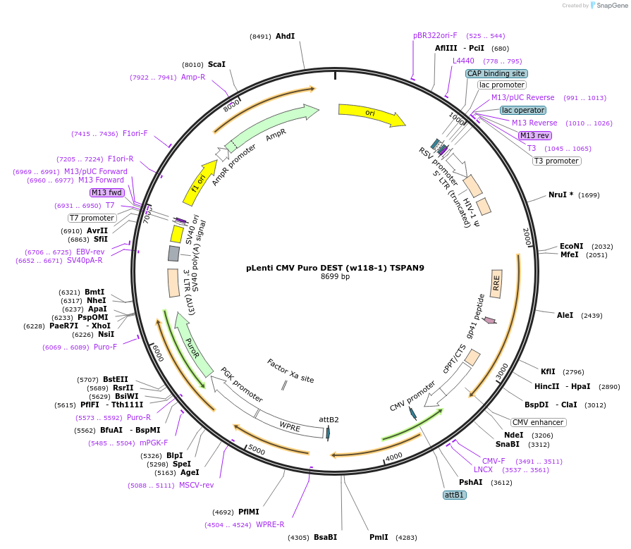 107502-plasmid-map-sequence-id-205641