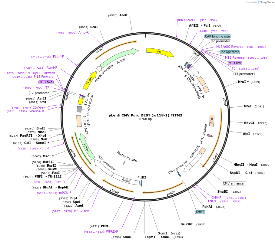 107504-plasmid-map-sequence-id-205646