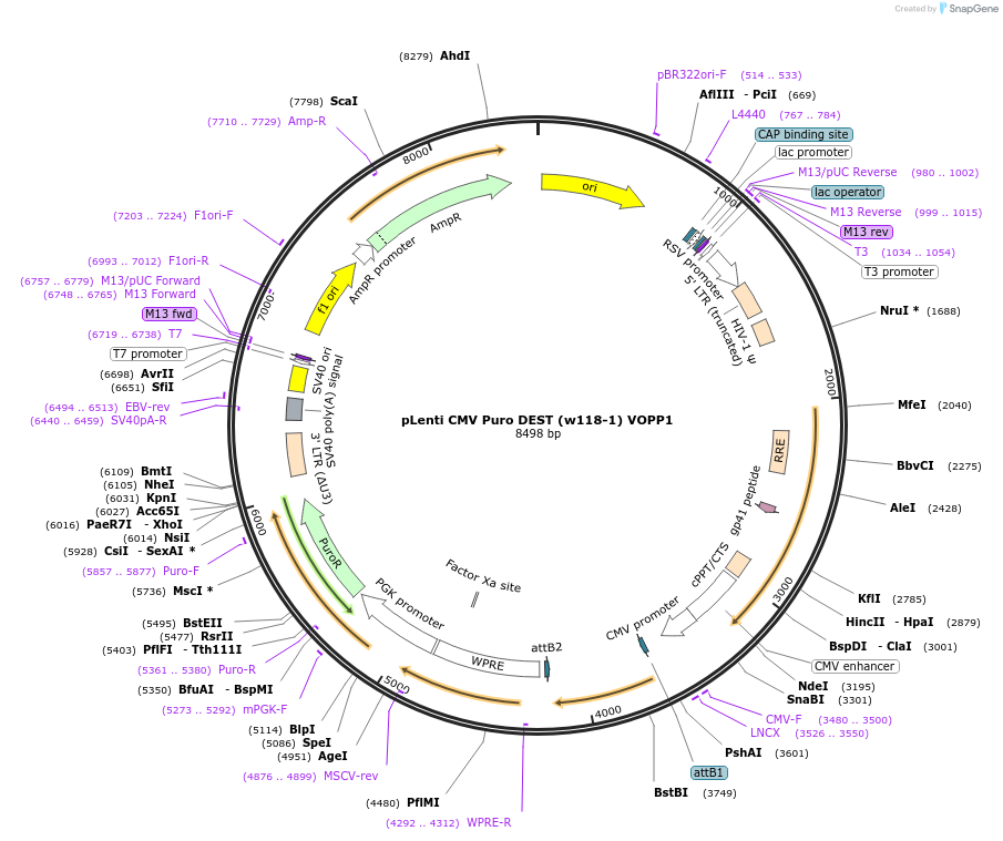 107507-plasmid-map-sequence-id-205660