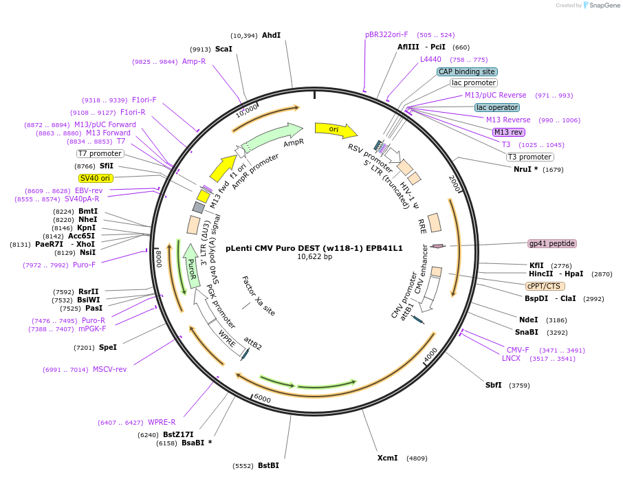 107508-plasmid-map-sequence-id-205668