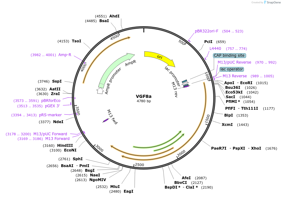 107572-plasmid-map-sequence-id-205716