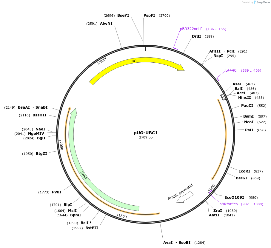 104666-plasmid-map-sequence-id-205771